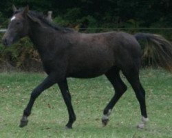 horse CHG Sparta Gentleman (American Bashkir Curly Horses, 2008, from Oakesmuir Spartan)