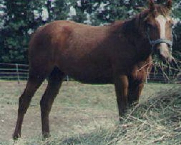 Zuchtstute Oakesmuir Guelph's Gal (American Bashkir Curly Horses, 2000, von Oakesmuir Chimo)