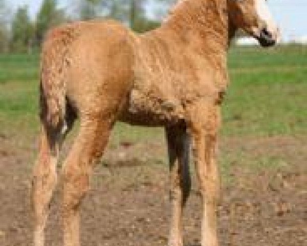 Pferd Namaspamoos Canada (American Bashkir Curly Horses, 2007, von Oakesmuir Chimo)