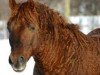 Deckhengst Oakesmuir Chimo (American Bashkir Curly Horses, 1996, von Zorro)