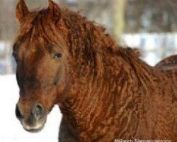 Deckhengst Oakesmuir Chimo (American Bashkir Curly Horses, 1996, von Zorro)