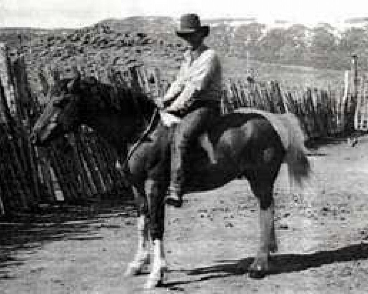 stallion Dixie D (American Bashkir Curly Horses, 1971, from Nevada Red)