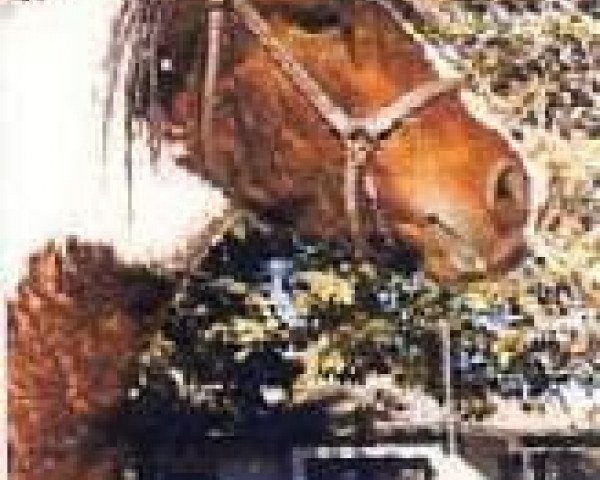 Deckhengst Nakita (American Bashkir Curly Horses, 1974, von Dixie D)