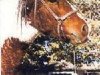 stallion Nakita (American Bashkir Curly Horses, 1974, from Dixie D)