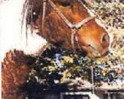 stallion Nakita (American Bashkir Curly Horses, 1974, from Dixie D)