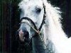 stallion Spartacus (American Bashkir Curly Horses, 1983, from Nakita)