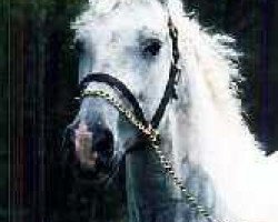 stallion Spartacus (American Bashkir Curly Horses, 1983, from Nakita)