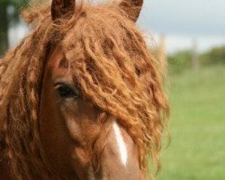 stallion Sparelles Herkules (American Bashkir Curly Horses, 2005, from Spartacus)