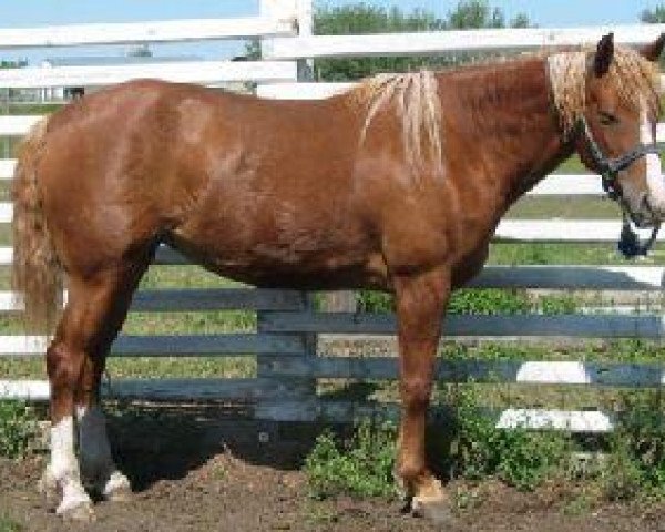 broodmare CC Annabelle (American Bashkir Curly Horses, 1999, from OCC Scoria)