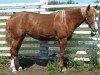 broodmare CC Annabelle (American Bashkir Curly Horses, 1999, from OCC Scoria)