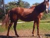 Pferd DKH Glory (American Bashkir Curly Horses, 2000, von Elko Nevada)