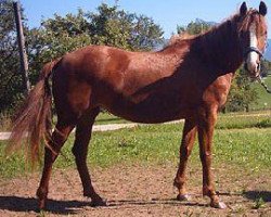 Pferd DKH Glory (American Bashkir Curly Horses, 2000, von Elko Nevada)