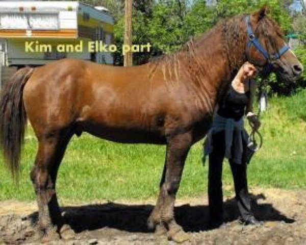 stallion Elko Nevada (American Bashkir Curly Horses, 1990, from Baha.-Toiya)