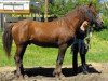 Deckhengst Elko Nevada (American Bashkir Curly Horses, 1990, von Baha.-Toiya)