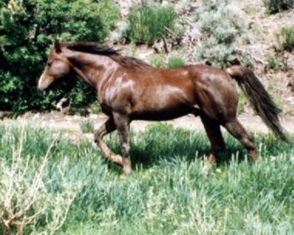 Deckhengst Ruby Red King (Morgan Horse, 1973, von Rockwell's Valley Tan)