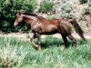 stallion Ruby Red King (Morgan Horse, 1973, from Rockwell's Valley Tan)