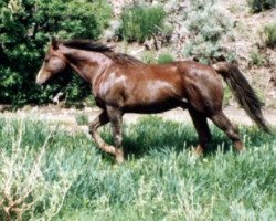 stallion Ruby Red King (Morgan Horse, 1973, from Rockwell's Valley Tan)