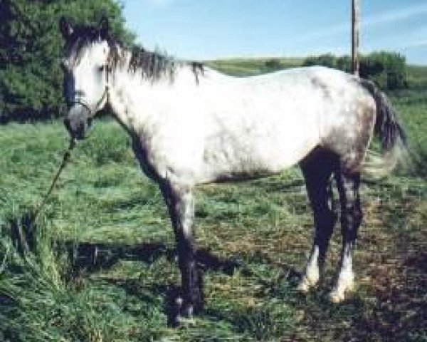 Deckhengst Gringo (American Bashkir Curly Horses, 1985, von Ruby Red King)