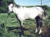 Deckhengst Gringo (American Bashkir Curly Horses, 1985, von Ruby Red King)