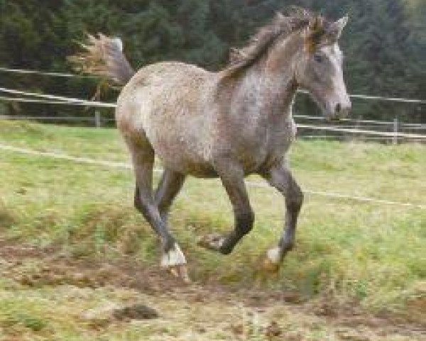 Pferd CHG Branda's Star Sailor (American Bashkir Curly Horses, 2002, von Cotton Eyed Joe)