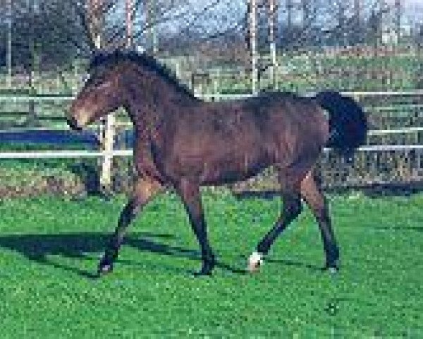 Zuchtstute Bad Brand's Best (American Bashkir Curly Horses, 1994, von The Yellow Hornet)