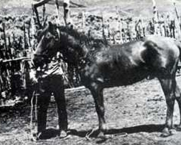 stallion Copper D (American Bashkir Curly Horses, 1949, from Tony)