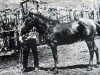 stallion Copper D (American Bashkir Curly Horses, 1949, from Tony)