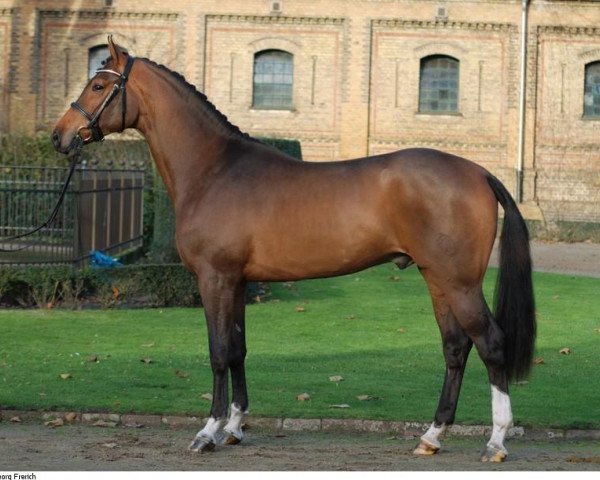 stallion Concilio (Westphalian, 2011, from Cornado NRW)