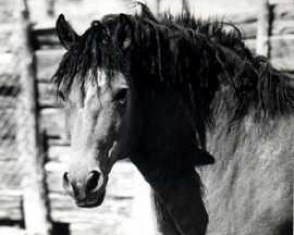 stallion Curly Q (American Bashkir Curly Horses, 1964)