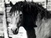 Deckhengst Curly Q (American Bashkir Curly Horses, 1964)