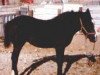 broodmare Cheno's Bobby Sox (American Bashkir Curly Horses, 1981, from Q-Card)