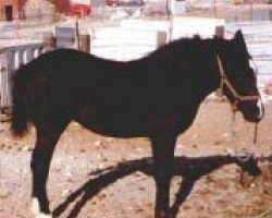 broodmare Cheno's Bobby Sox (American Bashkir Curly Horses, 1981, from Q-Card)