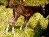 stallion Ebony Twist (American Bashkir Curly Horses, 1987, from Dry Creek Twister)