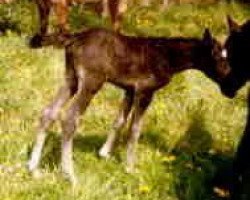 stallion Ebony Twist (American Bashkir Curly Horses, 1987, from Dry Creek Twister)