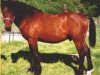 stallion Dry Creek Twister (American Bashkir Curly Horses, 1983, from Peacock D)