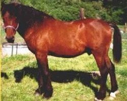 stallion Dry Creek Twister (American Bashkir Curly Horses, 1983, from Peacock D)