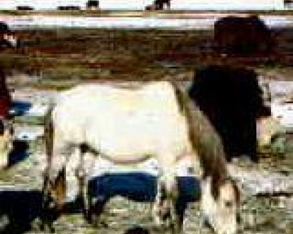 Zuchtstute Old Grey Mare D (American Bashkir Curly Horses, 1978, von Nevada Red ox)