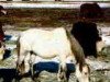 broodmare Old Grey Mare D (American Bashkir Curly Horses, 1978, from Nevada Red ox)