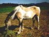Zuchtstute OB Pinto D (American Bashkir Curly Horses, 1968, von Cotton Eyed Joe)