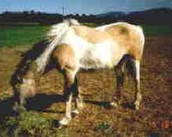 broodmare OB Pinto D (American Bashkir Curly Horses, 1968, from Cotton Eyed Joe)