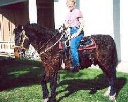 stallion Peacock D (American Bashkir Curly Horses, 1975, from Damele Horse)