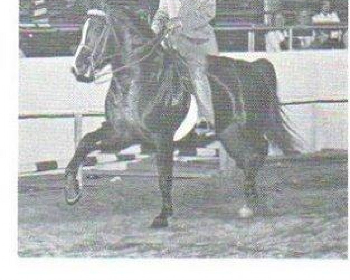 stallion Rockwell's Valley Tan (Morgan Horse, 1961, from Ken's Caramel)