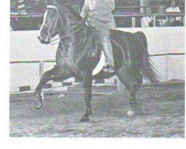 Deckhengst Rockwell's Valley Tan (Morgan Horse, 1961, von Ken's Caramel)