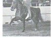 Deckhengst Rockwell's Valley Tan (Morgan Horse, 1961, von Ken's Caramel)