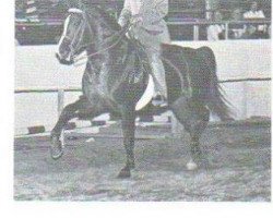 Deckhengst Rockwell's Valley Tan (Morgan Horse, 1961, von Ken's Caramel)