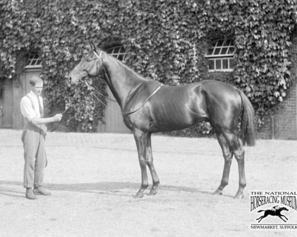 horse Buchan xx (Thoroughbred, 1916, from Sunstar xx)