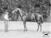 Pferd Buchan xx (Englisches Vollblut, 1916, von Sunstar xx)