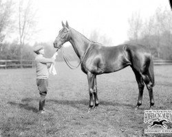 Pferd Brown Betty xx (Englisches Vollblut, 1930, von Friar Marcus xx)