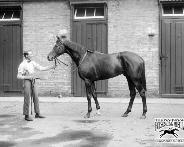stallion Blandford xx (Thoroughbred, 1919, from Swynford xx)