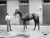 stallion Blandford xx (Thoroughbred, 1919, from Swynford xx)